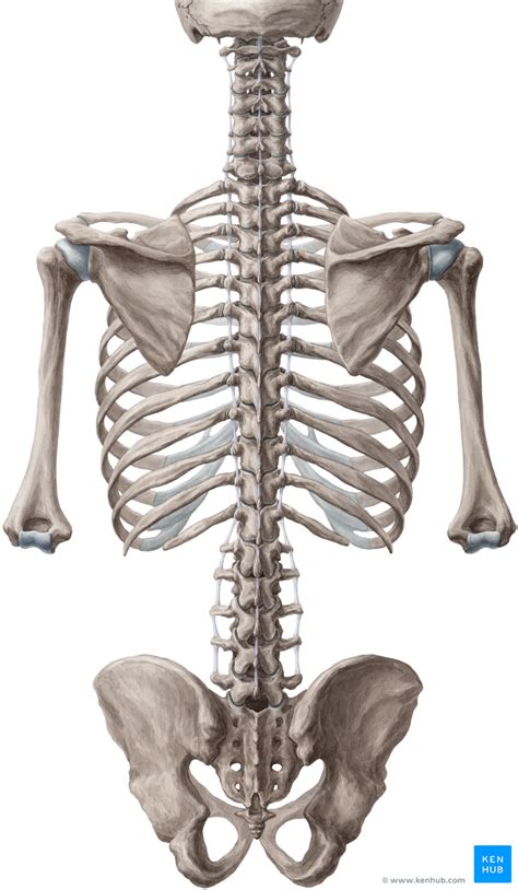 spina dorsale|Wirbelsäule (Columna vertebralis): Anatomie und。